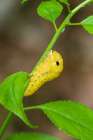 Spicebush Swallowtail caterpillar on Spicebush-Marion County-Illinois Art Print